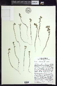 Euphorbia austrotexana image