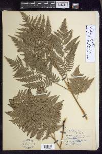 Pteridium aquilinum subsp. latiusculum image