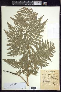 Pteridium aquilinum subsp. latiusculum image