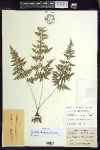 Cystopteris × tennesseensis image