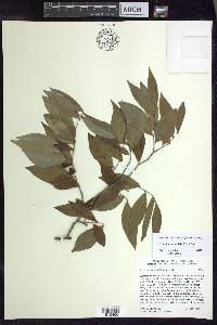 Oxandra lanceolata image