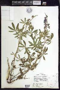 Lupinus chiapensis image