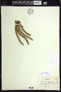 Huperzia porophila image