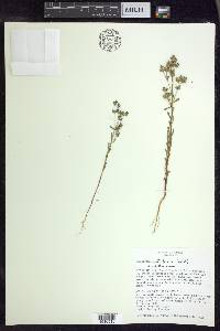 Euphorbia austrotexana image