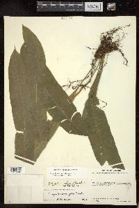 Campyloneurum xalapense image