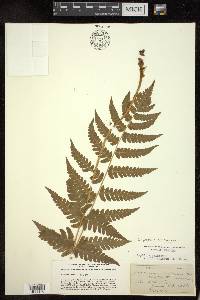 Dryopteris clintoniana image