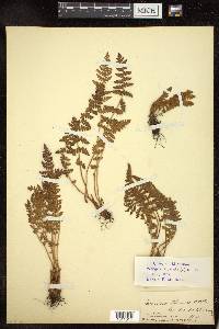 Woodsia ilvensis image