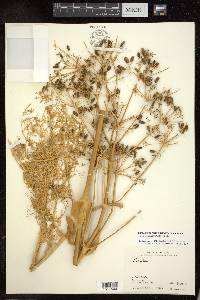 Ferula haussknechtii image