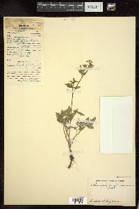 Chaerophyllum villosum image