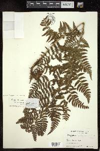 Dryopteris caroli-hopei image