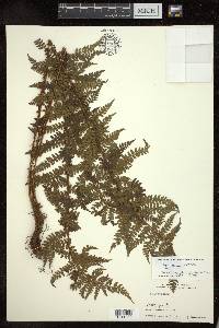 Polystichum piceopaleaceum image