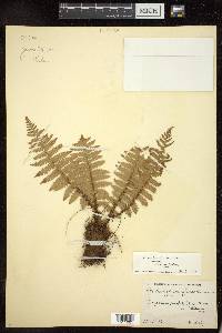 Dryopteris xanthomelas image