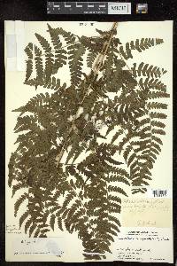 Dryopteris caroli-hopei image