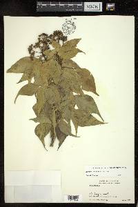 Hedera nepalensis image