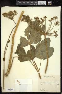 Heracleum candicans image