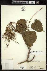 Aralia subcordata image