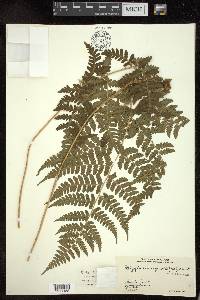 Dryopteris caroli-hopei image