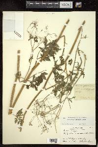 Pimpinella acuminata image