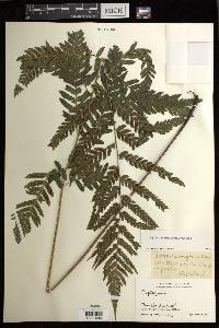 Diplazium griffithii image