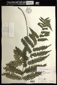 Diplazium griffithii image