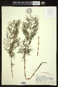 Equisetum sylvaticum image