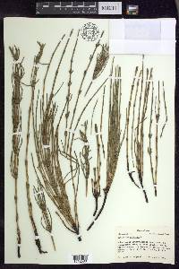 Equisetum palustre image