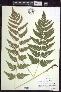 Dryopteris clintoniana image