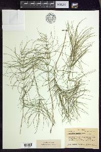 Equisetum pratense image