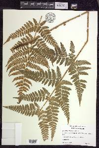 Dryopteris × triploidea image