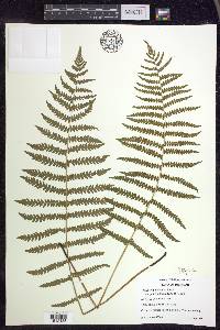 Thelypteris palustris var. pubescens image