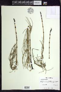 Equisetum palustre image