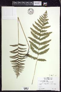 Thelypteris palustris var. pubescens image