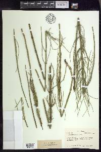 Equisetum fluviatile image