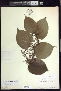 Reynoutria japonica image