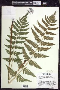 Dryopteris clintoniana image