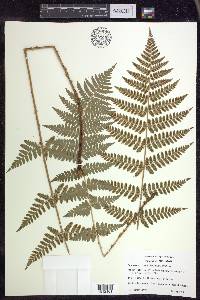 Dryopteris × boottii image