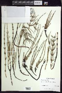 Equisetum palustre image