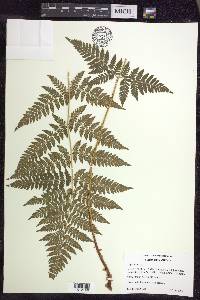 Dryopteris × triploidea image