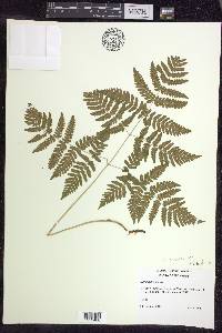 Gymnocarpium dryopteris image