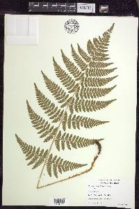 Dryopteris × triploidea image