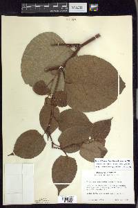 Reynoutria japonica image