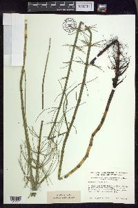 Equisetum fluviatile image