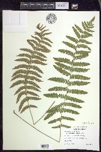 Thelypteris palustris var. pubescens image