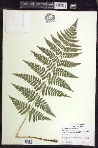 Dryopteris × triploidea image