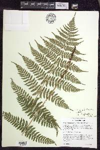 Dryopteris × triploidea image