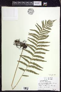 Thelypteris palustris var. pubescens image