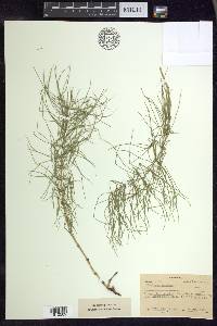 Equisetum pratense image