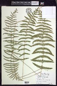 Thelypteris palustris var. pubescens image