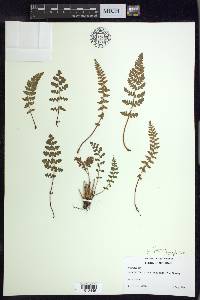 Woodsia ilvensis image