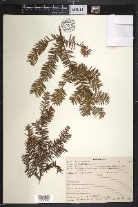 Taxus canadensis image